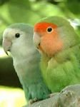 pic for parrots