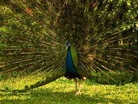 pic for peacock