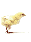 pic for pollo