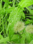 pic for raining