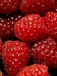 pic for raspberries