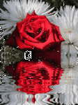 pic for rose