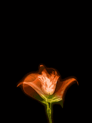 pic for rose