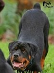 pic for rottweiler