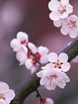 pic for sakura