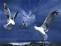 pic for seagulls