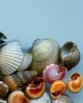pic for shellfishes