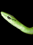 pic for snake