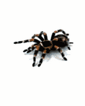 pic for spider