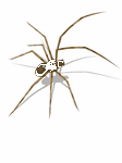 pic for spider