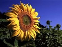 pic for sunflower