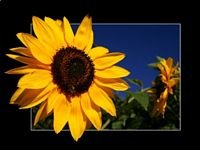 pic for sunflower