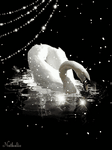pic for swan