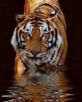 pic for tiger