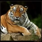 pic for tiger