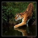 pic for tiger