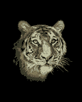 pic for tiger
