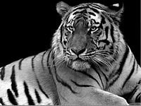 pic for tiger