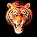 pic for tiger