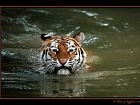 pic for tiger