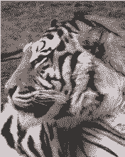 pic for tiger