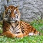 pic for tiger