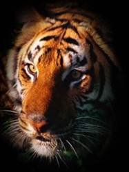 pic for tiger