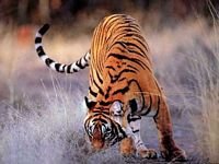 pic for tiger