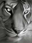 pic for tiger