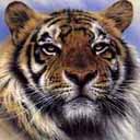 pic for tiger
