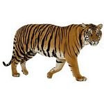 pic for tiger