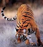 pic for tiger