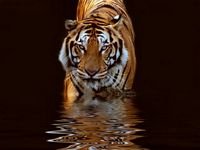 pic for tiger