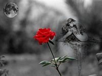 pic for trandafir