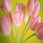 pic for tulips