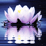 pic for waterlily